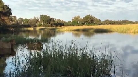 Crocodile is King Swamp! Two Male Lion Protect Yourself From Crocodile In River-4