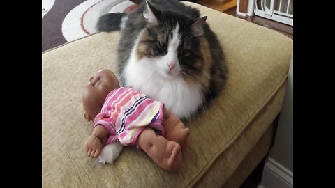 Cute Cat Snuggles with Baby Doll