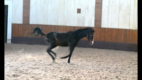 English thoroughbred racehorse