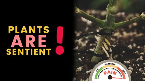 Plants Are Sentient - Experiments