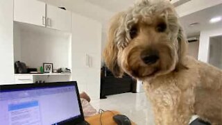 Cão tenta participar de teletrabalho da dona