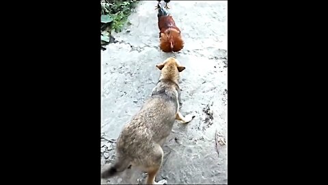 Dogs vs Chickens Fight - Funny Videos Part1