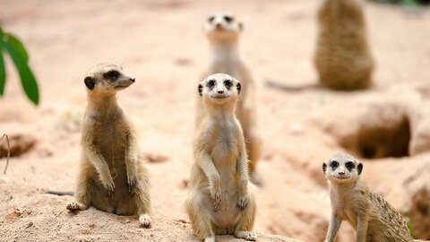 What Meerkats Think