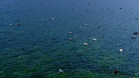 Gull water bird flight