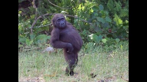 A monkey playing with a dog .. very funny