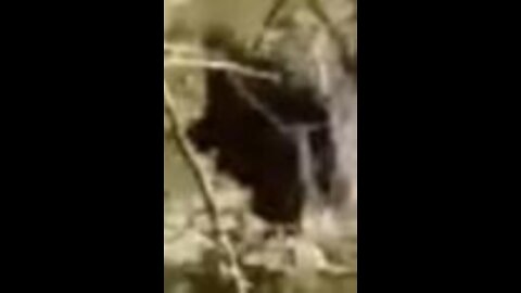 WORLD BIGFOOT RADIO ~ REAL SASQUATCH CAUGHT ON FILM! / LEO FRANK/ OSHASHAH RUN BREAKDOWN