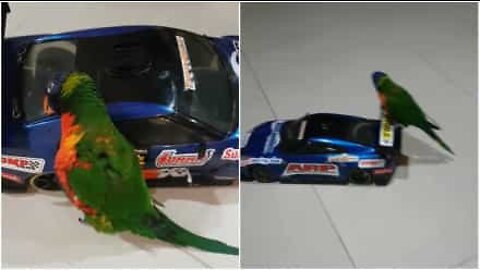 This bird loves its remote-controlled car