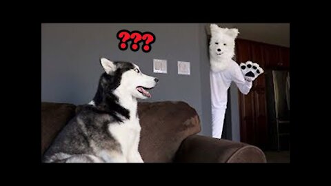 Laugh Time 😆 TRY NOT TO LAUGH CHALLENGE 😂 Funny Cats & Dogs Prank moment