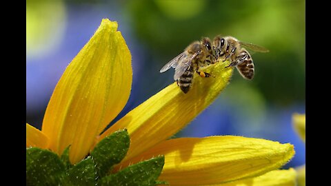 Bees give us honey