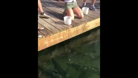 Girl Drops Phone In Water While Feeding Fish! #MegaFails #Shorts