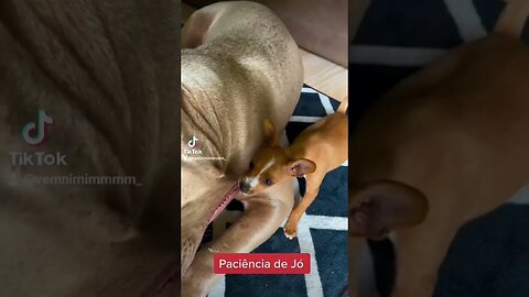 Jorginho e os Pinscher são uns amores #pinscher #cachorro #nervoso