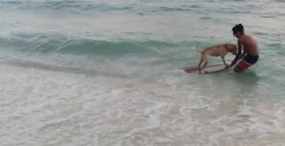 Ever seen a dog skim before?