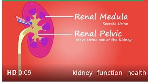 Kidney function