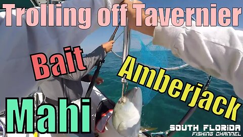 Fishing off Tavernier. Catching Bait, Mahi & Yellowjack