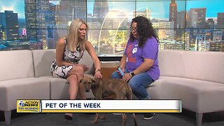 Pet of the Week - Gracie