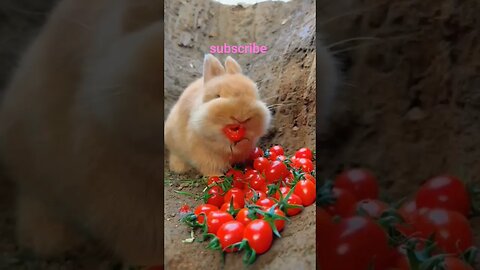 rabbit eats tomatoes cutie