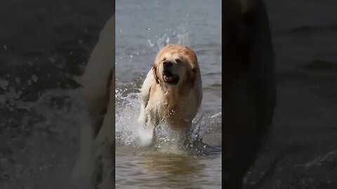 "Mesmerizing Slow-Mo: Dog's Water Ballet!" #trending #viral #youtubeshorts #shortvideo #dog #water