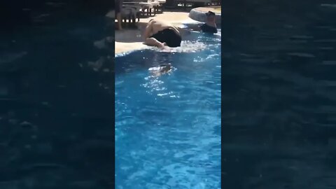 who is swimming in pool|#Gigox #animal #funny Bird #shark