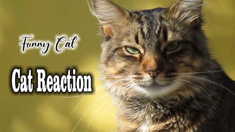 Cats videos -Cat Reaction to Playing Balloon