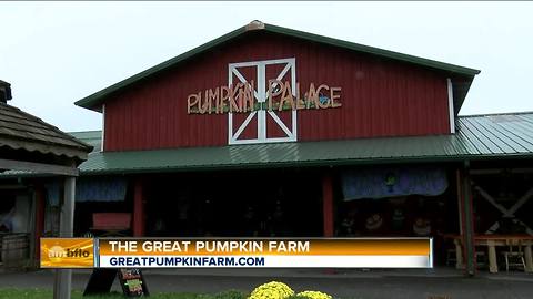 AM Buffalo on the Road - Part 5 Pumpink Palace