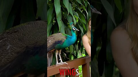 🐧 #WINGS - Lady's Gaze Meets Peacock's Vibrant Plumes on the Fence, Nature's Charm Unveiled 🐦