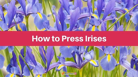 How to Press: Irises