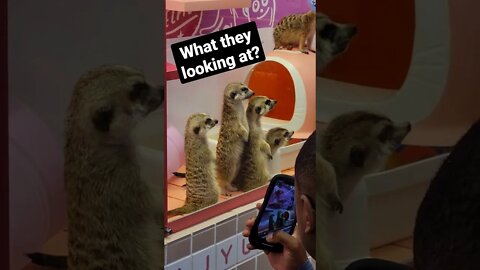 Meercats at a Japanese Animal Cafe. #japan #travel #animal