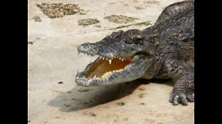 Woman films a scary crocodile attack in Australia