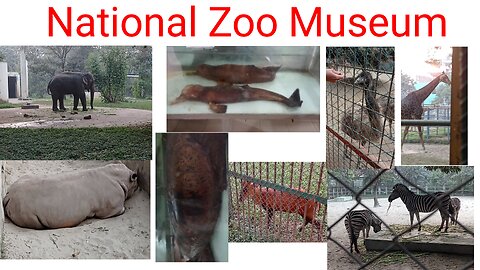 National Zoo Museum