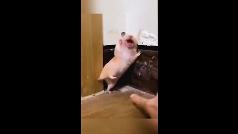 Funny animals reactions 😂😂 #lolvideos#creativity