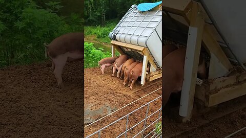 Piglets Lined up & Eating @UncleTimsFarm #kärnəvór #carnivore #shorts #hereford #freerangepigs