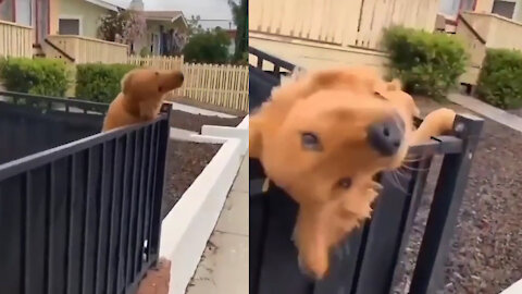 Dog saying good morning to a little girl