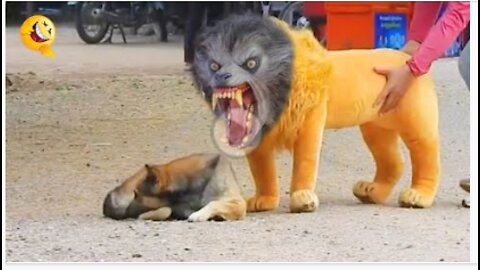 Troll Prank Dog Funny & fake Lion and Fake Tiger Prank To dog & Huge Box Prank to dog