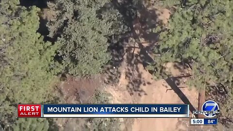 Mountain lion attacks child in Bailey