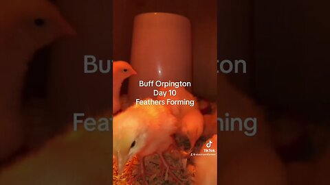 Buff Orpington Chicks - Day 10 #chicks #homestead #backyardchickens #orpington