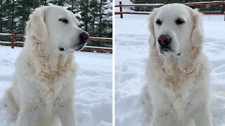 Golden Retriever is absolutely loving the snowfall