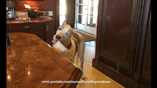 Clever Deaf Great Dane Serves His Own DIY Dinner