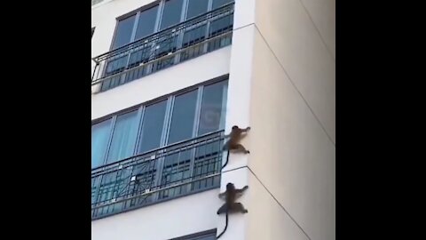 Funny monkeys coming down from the highest building.