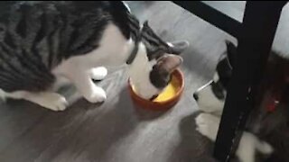 Gato e cão lutam por tigela de comida!