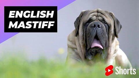 English Mastiff 🐶 One Of The Biggest Dog Breeds In The World #shorts