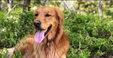 Cão dá final perfeito à música de piano do dono