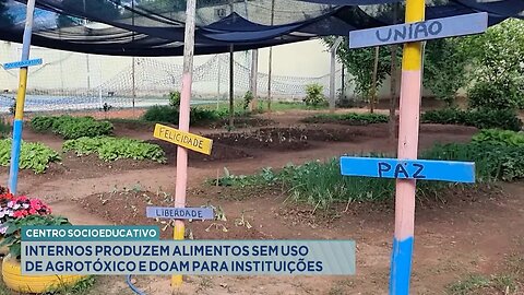 Centro Socioeducativo: Internos Produzem Alimentos sem uso de Agrotóxico e Doam para Instituições.