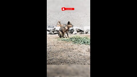 Adorable Patagonian Mara: Exploring Their Unique Behavior