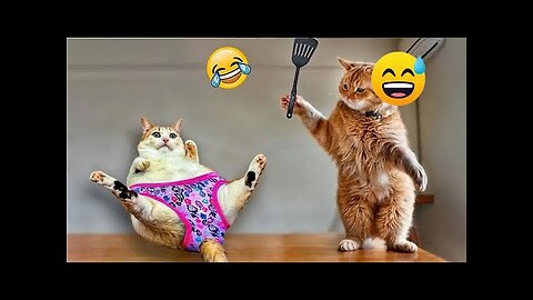 funny animal 2024 cat and cat ² 😂🤣#funnyvideo