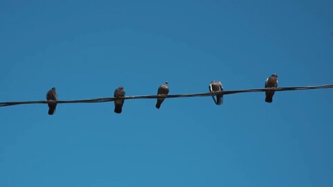 Pigeon on the electric wire