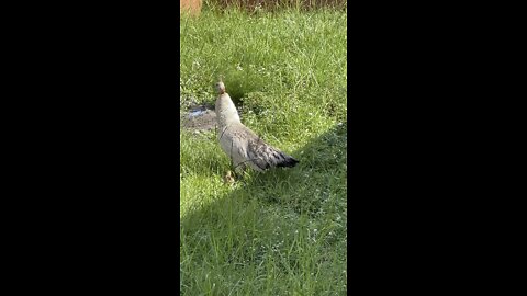 Baby peacocks follow mother