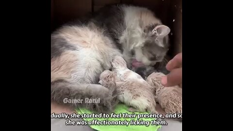 Poor cat rescue #cat