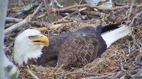 USS Eagles - Nictitating membrane