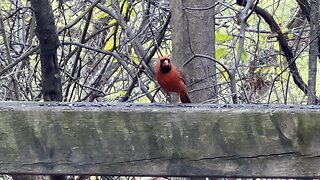 Cardinal