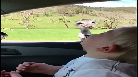 Ostrich vs Baby